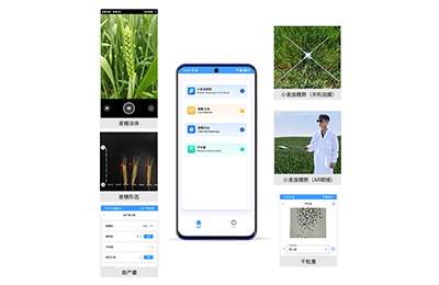 离岛区小麦亩穗数分析仪IN-XM02