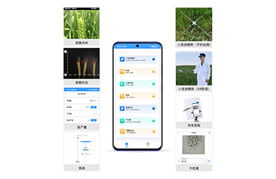 离岛区小麦表型测量仪IN-XM05